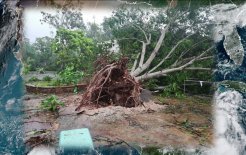 Un árbol derribado por los vientos huracanados de Delta, en la Casa del Anciano Los Tres Reyes de Tizimín, México.
