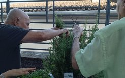 Personas residentes se encargan de regar, de quitar las malas hierbas y de recoger los frutos.