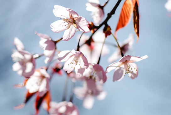 Los almendros en flor llenan de alegría nuestros espíritus y corazones. 