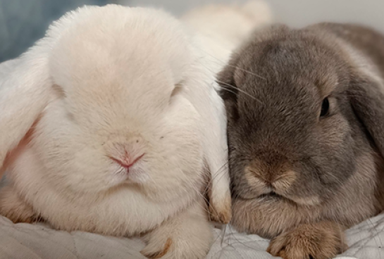 Neu y Boira, adiestradas como animales de compañía.