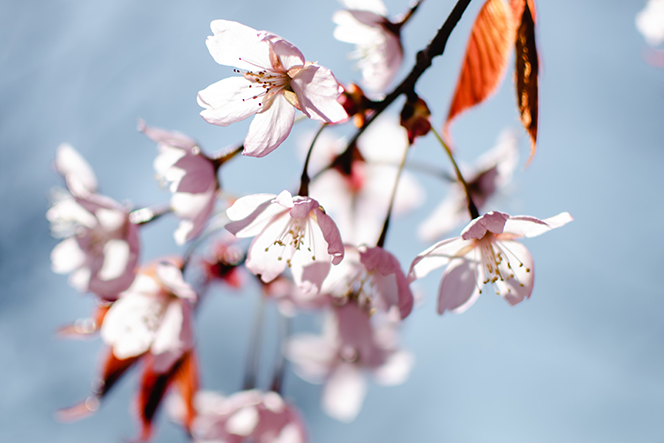 Los almendros en flor llenan de alegría nuestros espíritus y corazones.